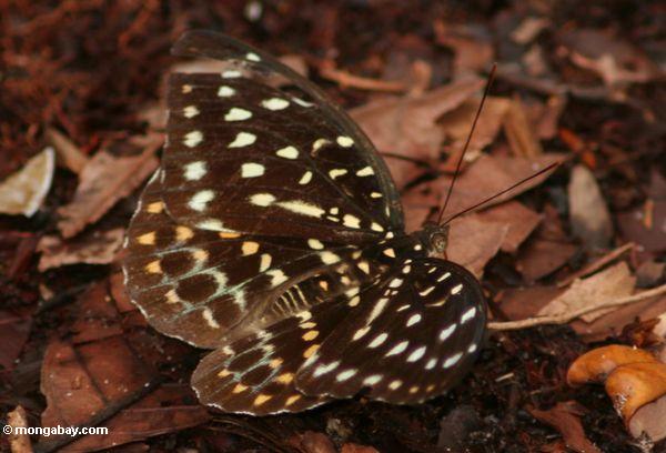 Gelber, grünen und orange-beschmutzter Schmetterling im Borneo Dschungel