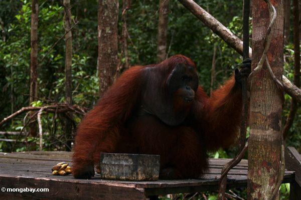Großer roter männlicher Erwachsener Borneo Orangutan auf einziehender Plattform bei Pondok Tanggui