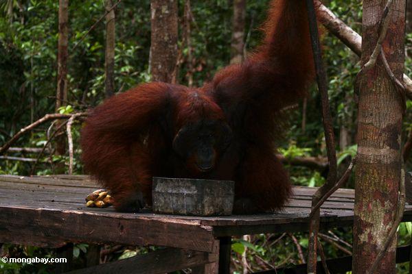 Rehabilitierte Erwachsener männliche Borneo Orangutan Trinkmilch auf einziehender Plattform bei Pondok Tanggui