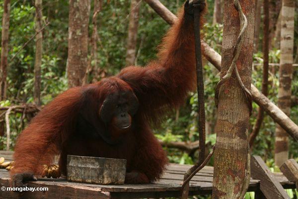 Ex-Gefangener Erwachsener männlicher Borneo Orang-utan (Pongo pygmaeus) trinkend bei Pondok Tanggui