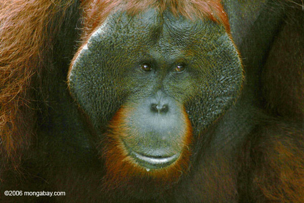 Erwachsener männlicher Borneo Orang-utan (Pongo pygmaeus) bei Pondok Tanggui