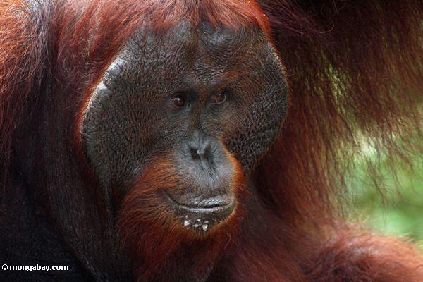 Ex-Gefangener Erwachsener männlicher Borneo Orang-utan (Pongo pygmaeus)