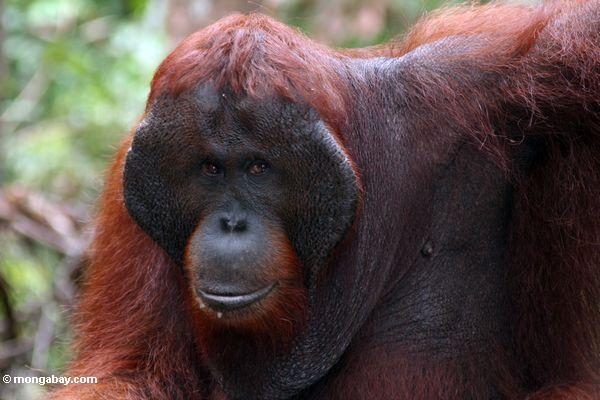 Ex-Gefangener Erwachsener männlicher Borneo Orangutan (Pongo pygmaeus)
