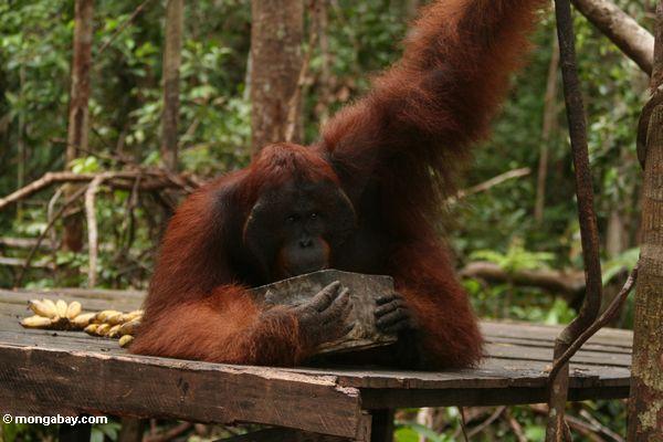 Ex-Gefangener Erwachsener männliche Borneo Orangutan Trinkmilch auf einziehender Plattform bei Pondok Tanggui