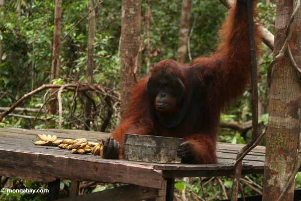 Erwachsener männlicher Borneo Orangutan auf einziehender Plattform bei Pondok Tanggui