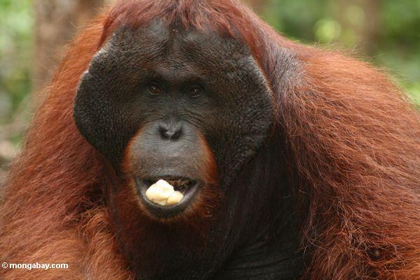 Erwachsener männlicher Borneo Orangutan (Pongo pygmaeus) seine Nahrung Kalimantan