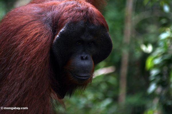 Erwachsener männlicher Borneo Orangutan (Pongo pygmaeus) bei Pondok Tanggui