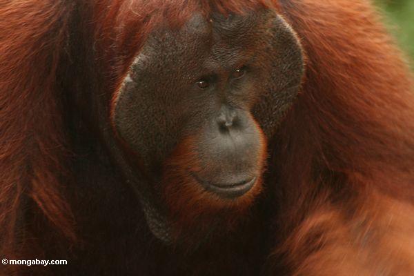 Erwachsener männlicher Borneo Orangutan (Pongo pygmaeus) bei Pondok Tanggui