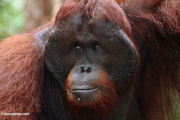Erwachsener männliches Orangutan bei Pondok Tanggui