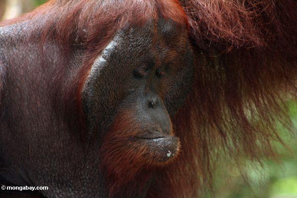 Rehabilitierter Erwachsener männliches Orangutan bei Pondok Tanggui