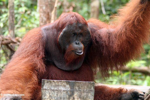 Glücklicher rehabilitierter Erwachsener männliches Orangutan bei Pondok Tanggui