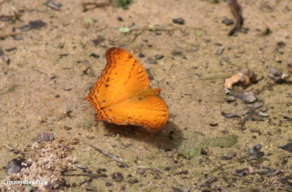 Orange Schmetterling auf Waldfußboden in Borneo