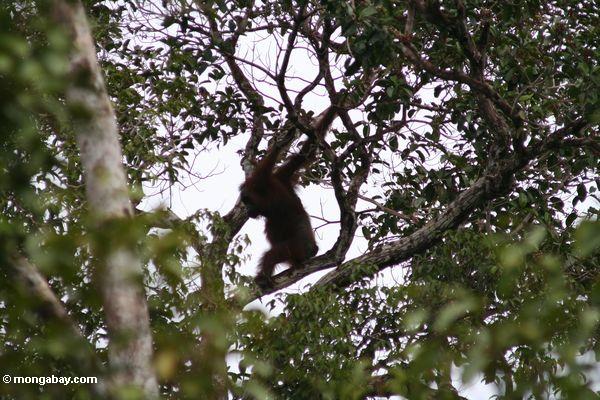 Wilder Erwachsener orangutan