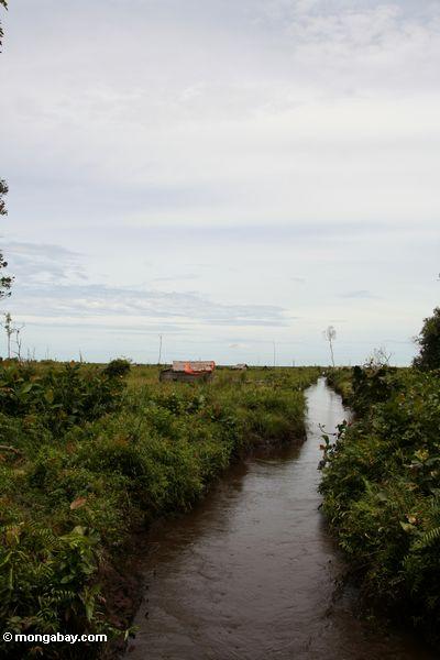 Kanal grub, um den Sumpfwald abzulassen, bevor es Schrägstrich-und-gebranntes Kalimantan