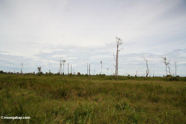 Entwaldete Landschaft auf der Grenze Tanjung Puting des Nationalparks