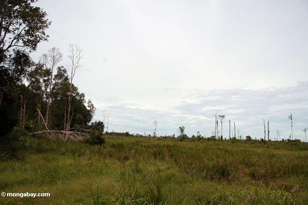 Entwaldeter Bereich auf dem Rand Tanjung Puting Nationalpark