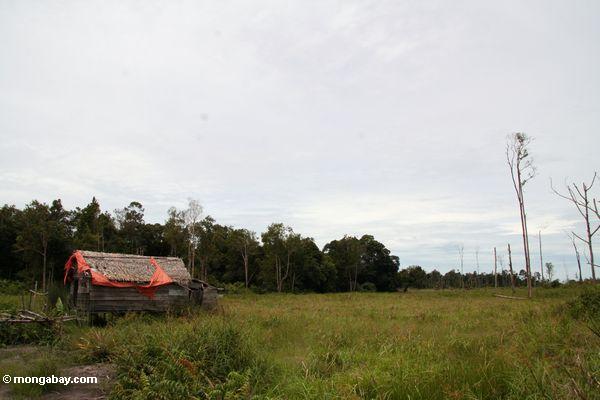 Verlassener Kabine gerechter äußerer Tanjung Puting Nationalpark