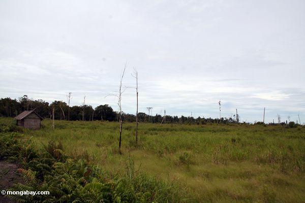 Entwaldeter deutlich gerechter äußerer Tanjung Puting Nationalpark