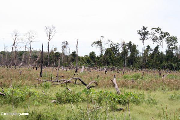 Bereich des Regenwaldes, der Schrägstrich-und-gebranntes Kalimantan
