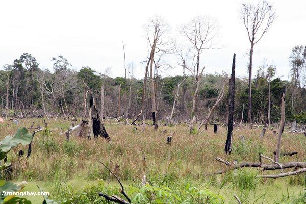 Verkohlte Stümpfe verließen nach Schrägstrich-und-brennen von rainforest