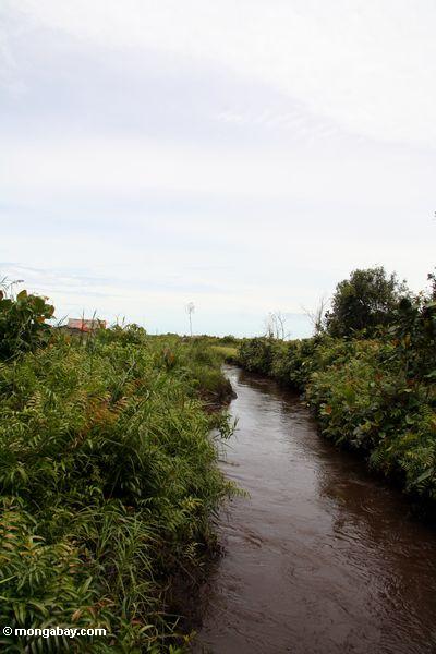 Kanal grub, um Wasser aus einem Sumpfwaldbereich in Borneo Kalimantan