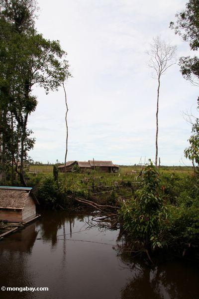Ausdehnung von gelöschtem rainforest nahem Tanjung, das Kalimantan
