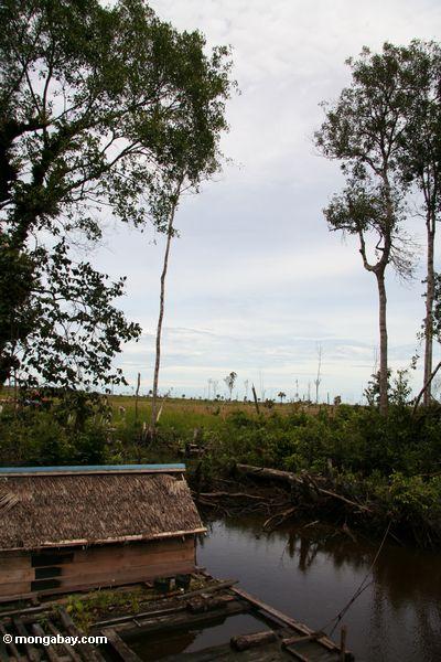 Ausdehnung des gelöschten forestland nahe Tanjung, das Kalimantan