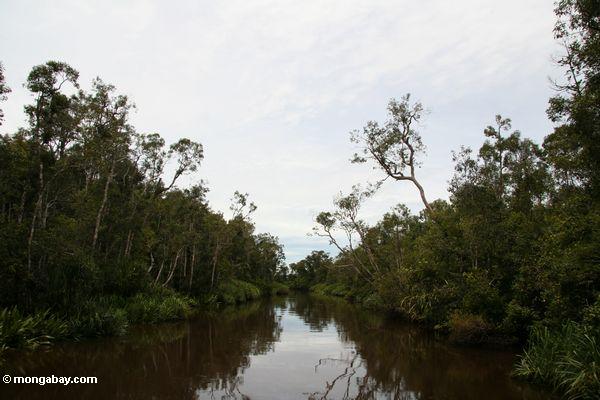 Wald entlang dem Seikonyer Fluß Kalimantan