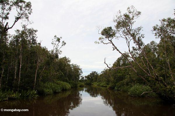 Regenwald entlang dem Seikonyer Fluß