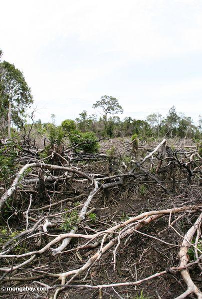 Abschnitt des Dschungels, den geschnitten worden ist für, swidden Landwirtschaft in Borneo