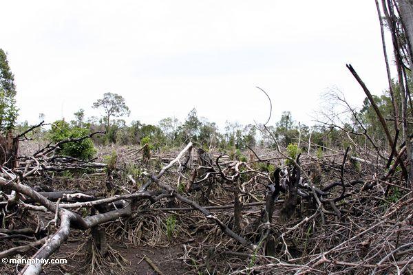 Abschnitt des Regenwaldes, der für Erwerbsmittellandwirtschaft in Borneo Kalimantan, 