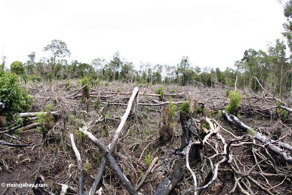 Abschnitt von rainforest, das für kleinräumige Landwirtschaft in Borneo Kalimantan, 