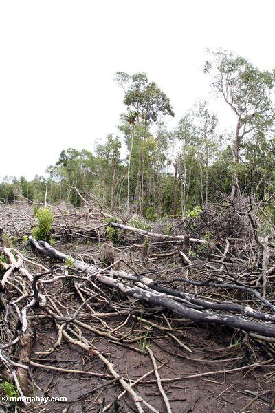 Verkohlte Reste eines Abschnitts des Regenwaldes, der erfolglos für kleinräumige Landwirtschaft Kalimantan, 