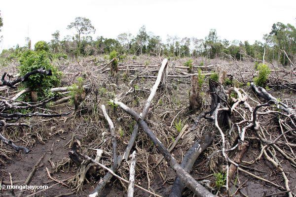 Verkohlte Reste eines Abschnitts von tropischem rainforest, das Schrägstrich-und-gebrannt worden ist für, swidden Landwirtschaft