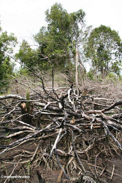 Gefallene Baumglieder von einem Versuch Schrägstrich-und-brennen einen Bereich des Regenwaldes für landwirtschaftlichen Gebrauch