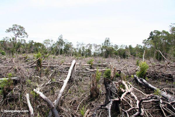 Remains von rainforest, nachdem es Schrägstrich-und-gebranntes Kalimantan, 