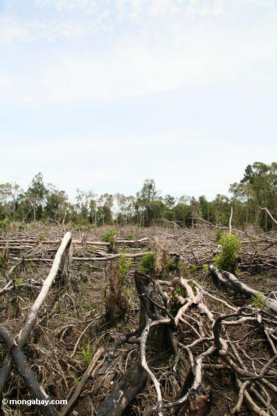 Landwirtschaft im Regenwald von Borneo Kalimantan