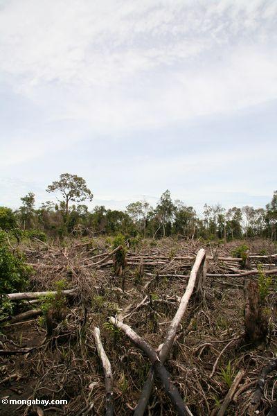Landwirtschaft im Borneo Dschungel Kalimantan