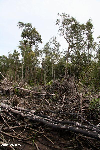 Verkohlter Wald bleibt von Schrägstrich-und-brennen Landwirtschaft