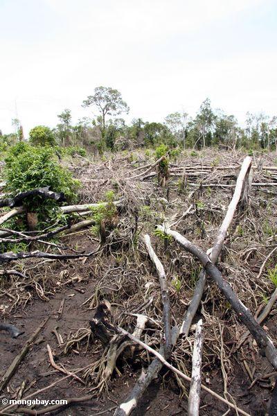 Verkohlter tropischer Wald bleibt von Schrägstrich-und-brennen Landwirtschaft