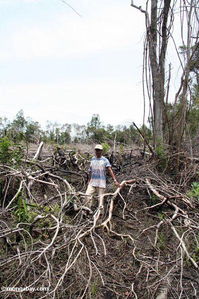 Thomas, der unter verkohltem Remains von tropischem rainforest in Borneo Kalimantan