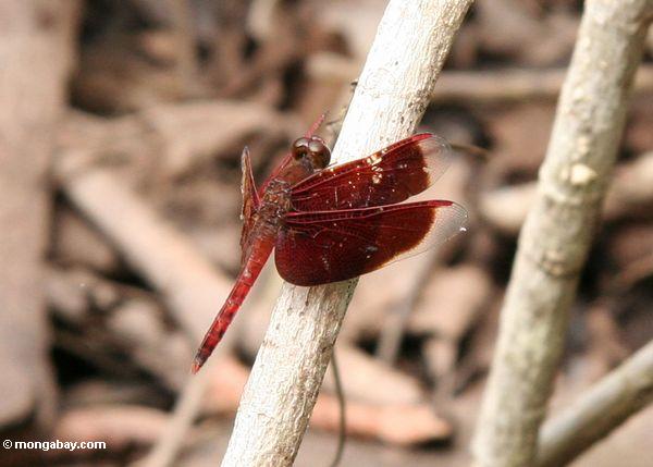 Rote Grasshawk Libelle (Neurothemis fluctuans)