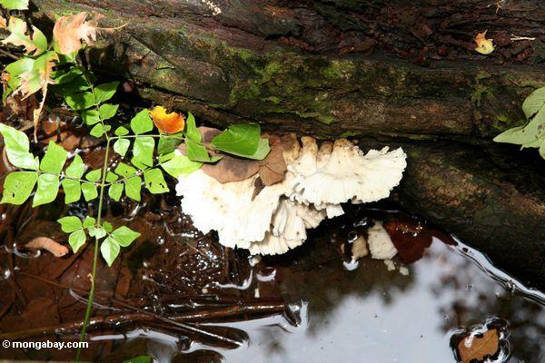 Weiße Pilze, die auf Verrottenmaschinenbordbuch Kalimantan