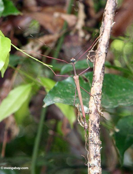 Stockinsekt in Borneo; purpurrote Beine, dunkelgrüner Kopf, gelbe Augen