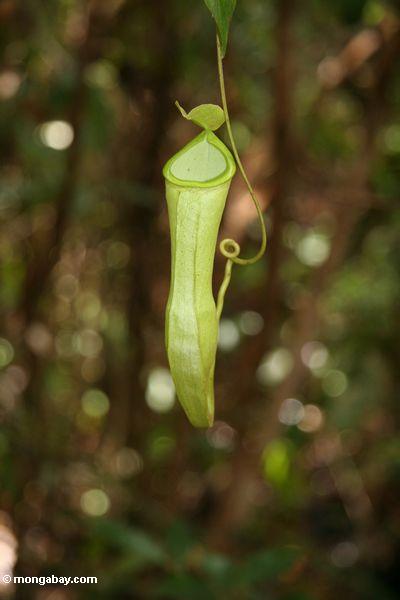 Nepenthes reinwardtiana Kannenpflanze im Borneo Dschungel