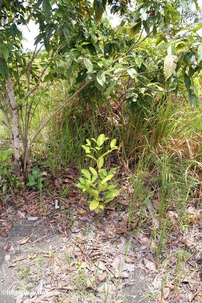 лиственных пород саженцев в рамках проекта лесовосстановления в Танджунг сдачи национальный парк