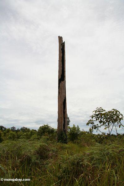 Baumstumpf in entwaldetem Bereich