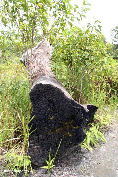 Felled überdachungbaum, gelassen für Vergeudung in Borneo