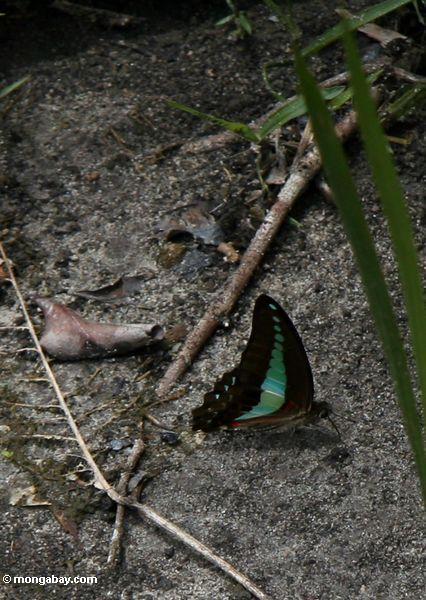 Schwarzer Schmetterling mit hellen blauen Markierungen auf den underwings und rote und weiße Abschnitte auf den Flügeln nähern sich dem Abdomen