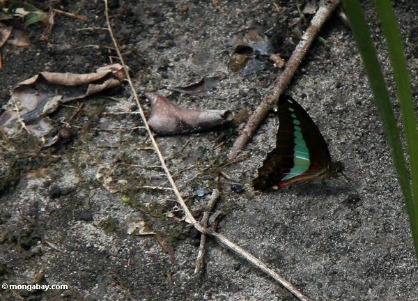 Schwarzer Schmetterling mit hellen blauen Markierungen auf den underwings und rote und weiße Abschnitte auf den Flügeln nähern sich dem Abdomen